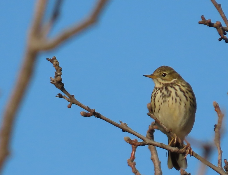 Tree Pipit
